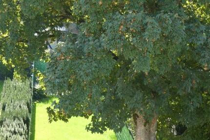 Haus Hilden - 8 Zimmer, 240 m&sup2;, 970.000&euro; | Angebot:25871721