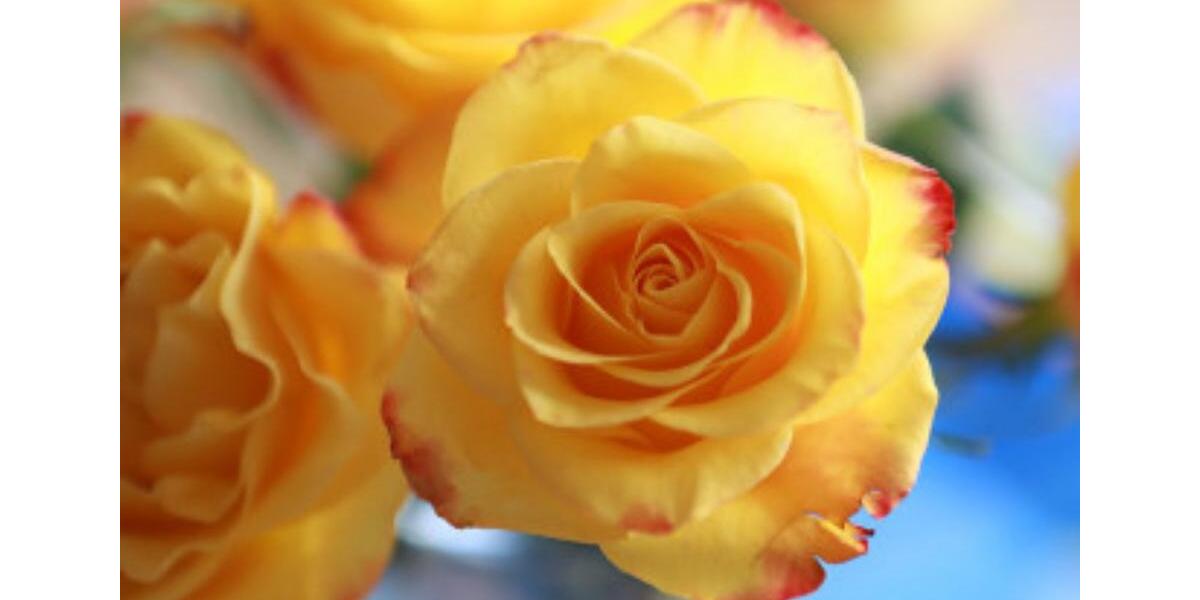 Etagenwohnung Neuss Gnadental - 3 Zimmer, 60 m&sup2;, 1.850&euro; | Angebot:25255215