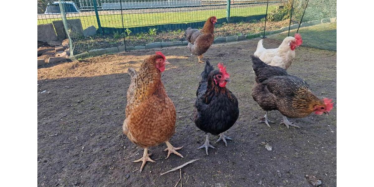 Reihenhaus Wegberg - 4 Zimmer, 120 m&sup2;, 300.000&euro; | Angebot:25632987